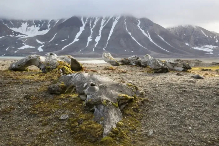 Framed Print : Bowhead Whale (Balaena mysticetus) bones near shore in fjord, Hornsund, Spitsbergen, Svalbard, August Framed Print : Bowhead Whale (Balaena mysticetus) bones near shore in fjord, Hornsund, Spitsbergen, Svalbard, August