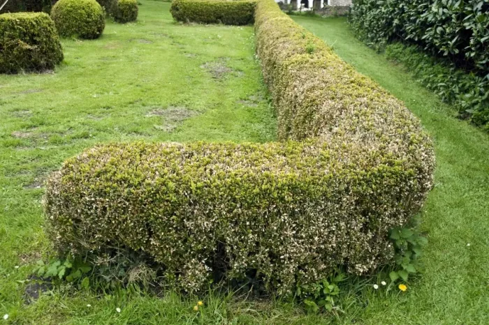 Framed Print : Box blight, Cylindrocladiumn buxicola, damage to Buxus sempervirens parterre hedge Framed Print : Box blight, Cylindrocladiumn buxicola, damage to Buxus sempervirens parterre hedge