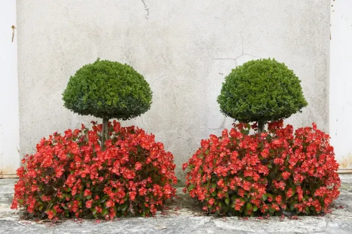 Framed Print : Box (Buxus sempervirens) clipped trees, with Cultivated Begonia (Begonia sp. ) flowers in garden, Egreville Framed Print : Box (Buxus sempervirens) clipped trees, with Cultivated Begonia (Begonia sp. ) flowers in garden, Egreville