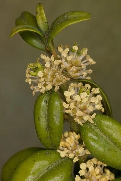 Box (Buxus sempervirens) close-up of flowers, England, march