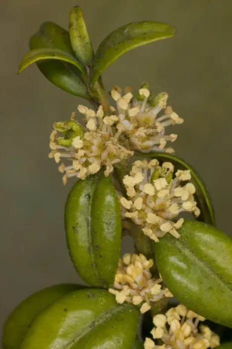Framed Print : Box (Buxus sempervirens) close-up of flowers, England, march