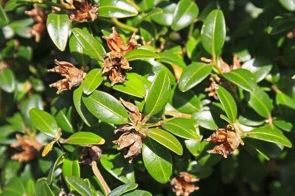 Box (Buxus sempervirens) close-up of fruit with open capsules, in garden hedge, Suffolk, England, September