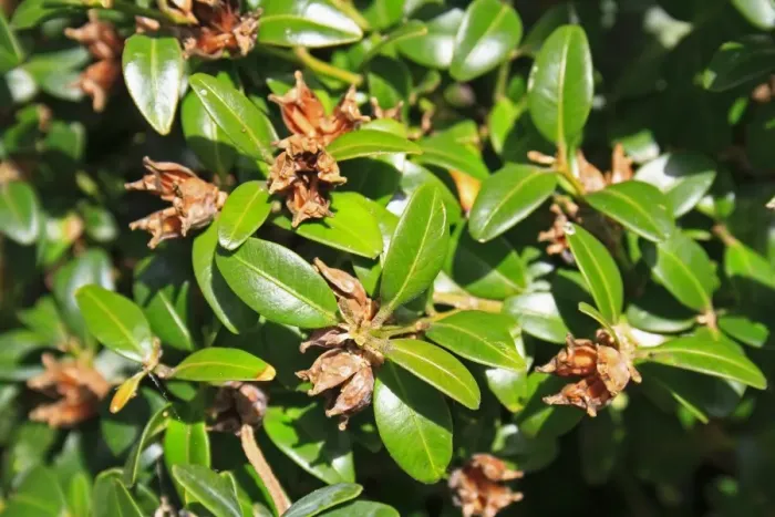 Framed Print : Box (Buxus sempervirens) close-up of fruit with open capsules, in garden hedge, Suffolk, England, September