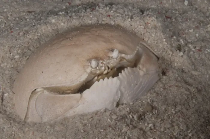 Framed Print : Box Crab (Calappa calappa) adult, buried in sand, Mabul Island, Sabah, Borneo, Malaysia