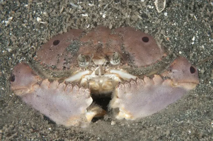 Framed Print : Box Crab (Calappa sp. ) adult, buried in sand at night, Bunaken, Manado, Northeast Sulawesi, Indonesia Framed Print : Box Crab (Calappa sp. ) adult, buried in sand at night, Bunaken, Manado, Northeast Sulawesi, Indonesia