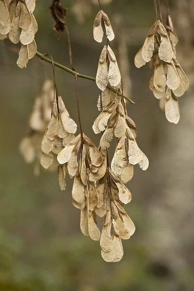 Box Elder (Acer negundo) introduced species, close-up of fruit, Dordogne, France, November