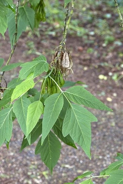 Box Elder leaf and fruit. Acer negundo