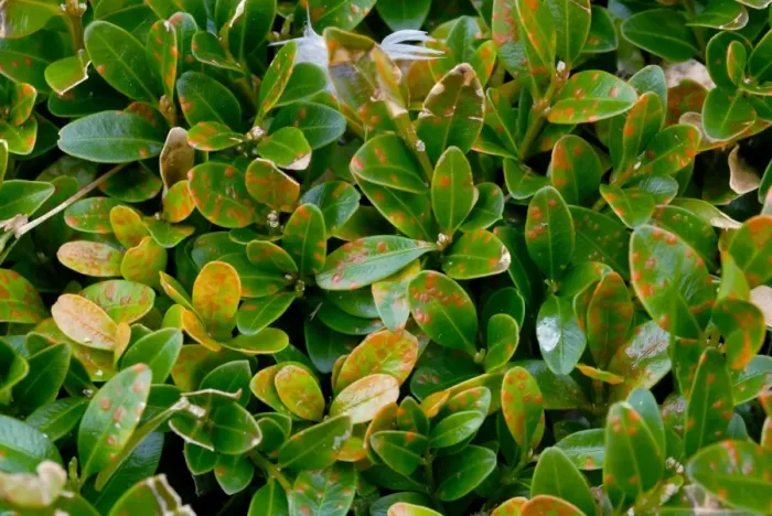 Framed Print : Box rust, Puccia buxi, pustules on the upper surface of a diseased parterre hedge leaves Framed Print : Box rust, Puccia buxi, pustules on the upper surface of a diseased parterre hedge leaves