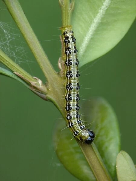 Box Tree Moth (Cydalima perspectalis) introduced pest species, caterpillar
