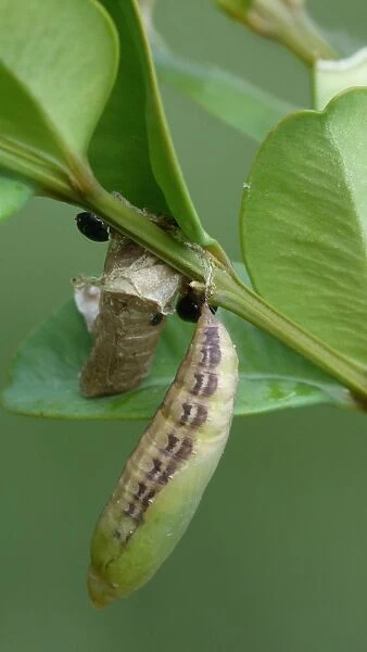 Box Tree Moth (Cydalima perspectalis) introduced pest species, pupa, on Box (Buxus sempervirens) larval foodplant