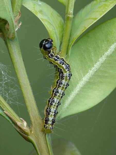 Box Tree Moth (Cydalima perspectalis) introduced pest species, caterpillar