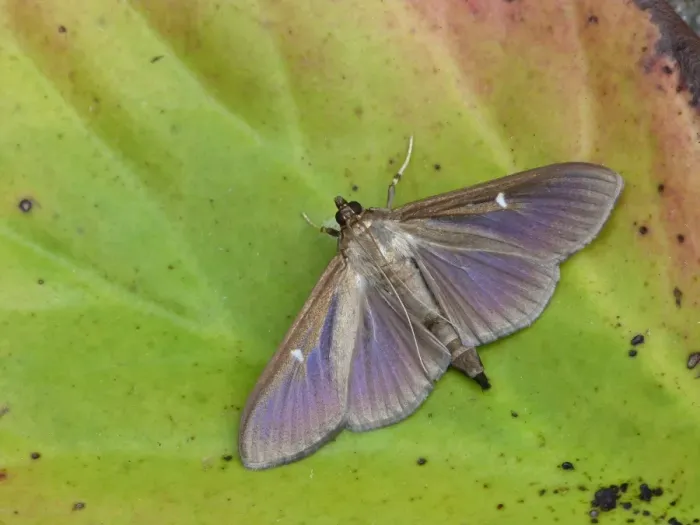 Framed Print : Box Tree Moth (Cydalima perspectalis) introduced species, dark form, adult, resting on decaying vegetation