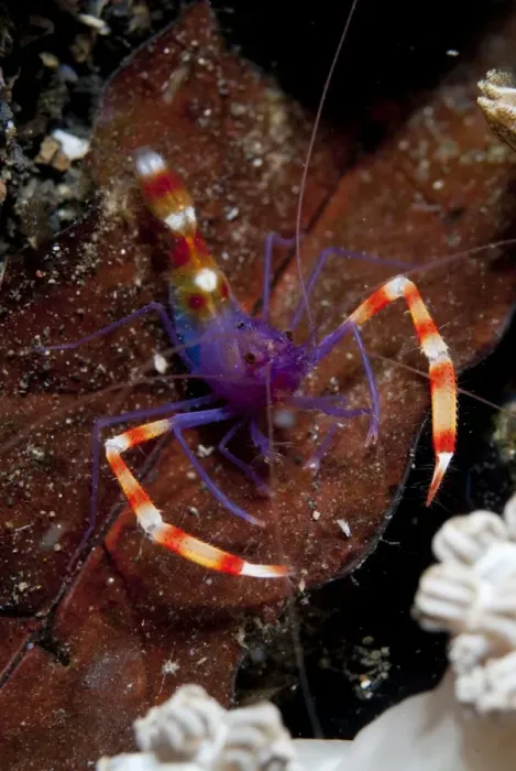 Framed Print : Boxer Shrimp (Stenopus tenuirostris) adult, at night, Aer Perang, Lembeh Straits, Sulawesi, Greater Sunda Islands Framed Print : Boxer Shrimp (Stenopus tenuirostris) adult, at night, Aer Perang, Lembeh Straits, Sulawesi, Greater Sunda Islands