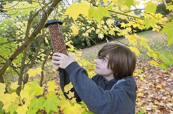 Boy hanging birdfeeder from tree in garden, Norfolk, England, November
