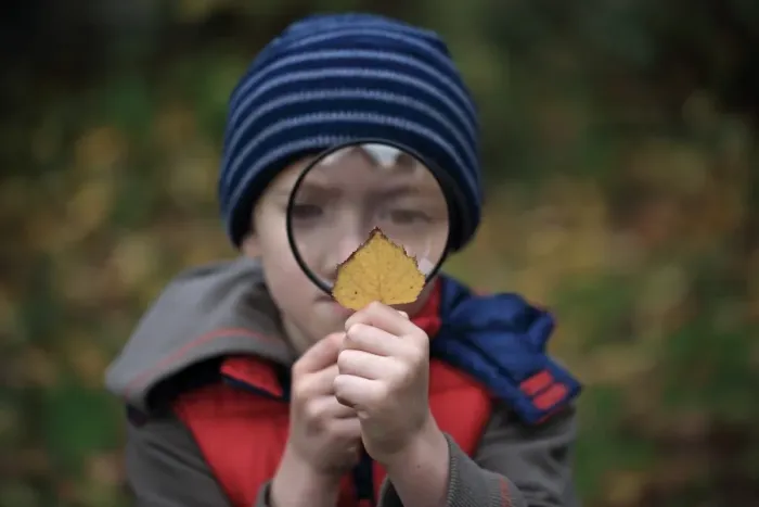 Framed Print : Boy looking at leaf through magnifying glass, Norfolk, England, November
