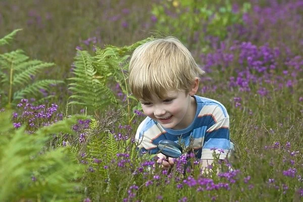 Boy with magnifying glass amongst heather on heathland, North Norfolk, England, july