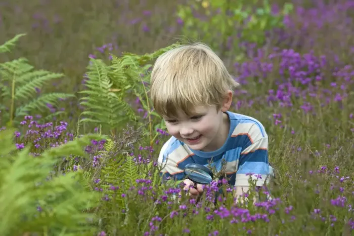 Framed Print : Boy with magnifying glass amongst heather on heathland, North Norfolk, England, july Framed Print : Boy with magnifying glass amongst heather on heathland, North Norfolk, England, july