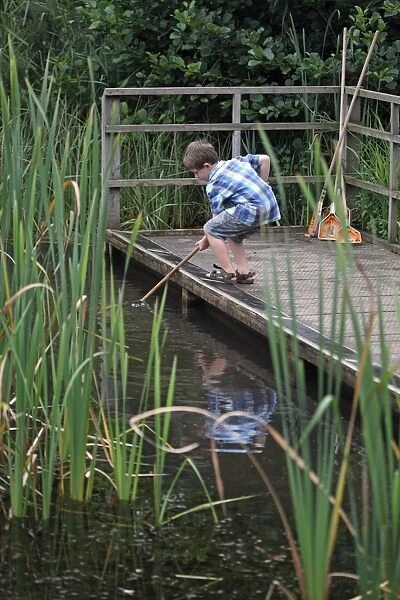 Boy pond dipping with net, Minsmere RSPB Reserve, Suffolk, England, August