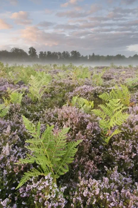 Framed Print : Bracken (Pteridium aquilinum) with Common Heather (Calluna vulgaris) flowering, growing on lowland heathland habitat at dawn, Hothfield Heathlands, Kent, England, august Framed Print : Bracken (Pteridium aquilinum) with Common Heather (Calluna vulgaris) flowering, growing on lowland heathland habitat at dawn, Hothfield Heathlands, Kent, England, august