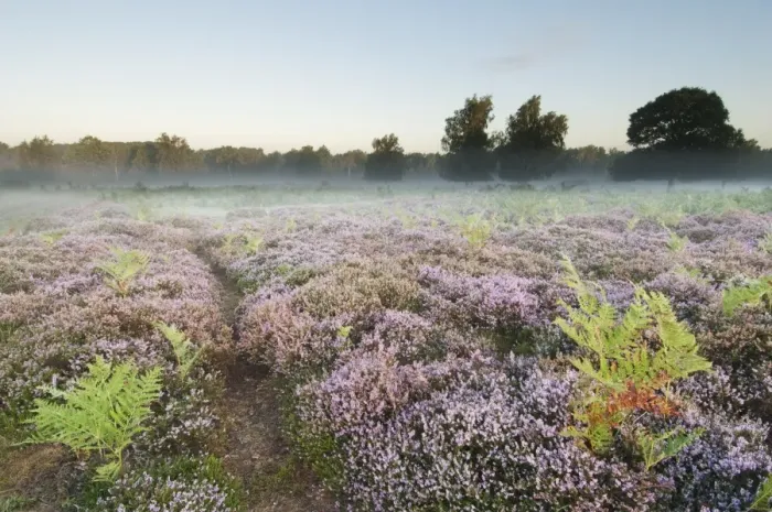 Framed Print : Bracken (Pteridium aquilinum) with Common Heather (Calluna vulgaris) flowering, growing on lowland heathland habitat at dawn, Hothfield Heathlands, Kent, England, august Framed Print : Bracken (Pteridium aquilinum) with Common Heather (Calluna vulgaris) flowering, growing on lowland heathland habitat at dawn, Hothfield Heathlands, Kent, England, august