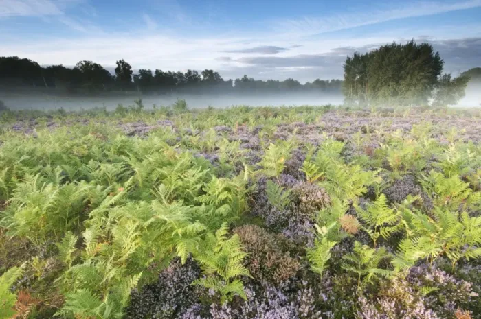 Framed Print : Bracken (Pteridium aquilinum) with Common Heather (Calluna vulgaris) flowering, growing on lowland heathland habitat at dawn, Hothfield Heathlands, Kent, England, august Framed Print : Bracken (Pteridium aquilinum) with Common Heather (Calluna vulgaris) flowering, growing on lowland heathland habitat at dawn, Hothfield Heathlands, Kent, England, august