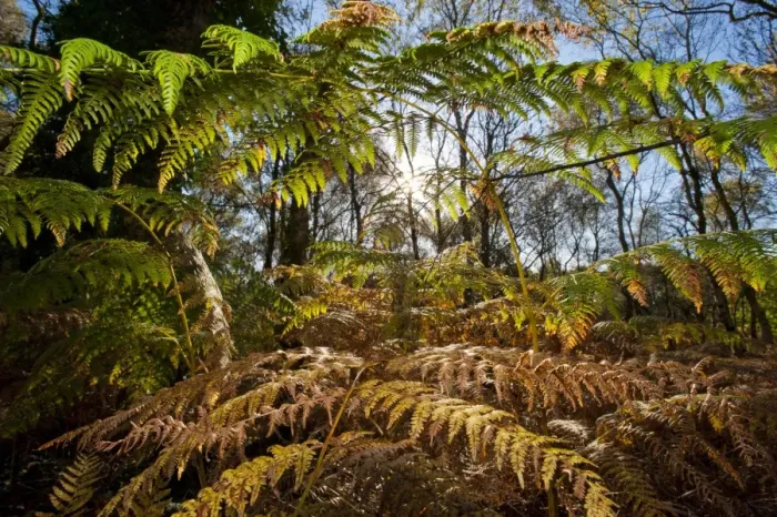 Framed Print : Bracken (Pteridium aquilinum) fronds, undergrowth in woodland, Oulton, Cheshire, England, october Framed Print : Bracken (Pteridium aquilinum) fronds, undergrowth in woodland, Oulton, Cheshire, England, october