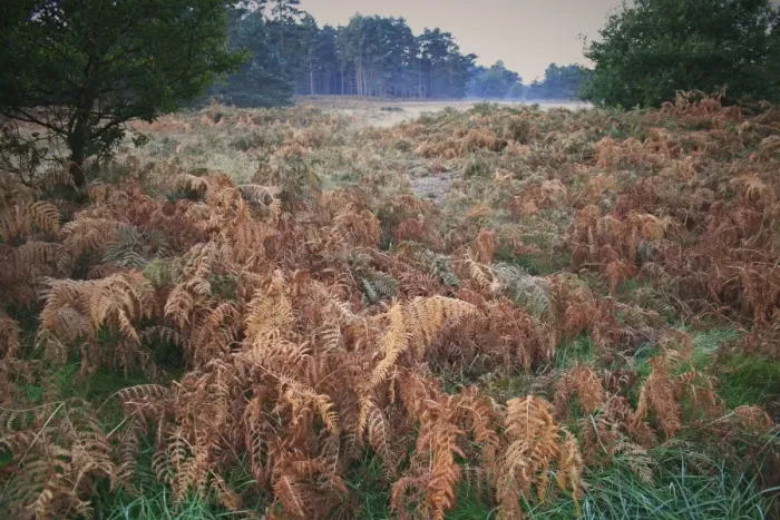 Framed Print : Bracken (Pteridium aquilinum) fronds, in breckland heathland habitat at dawn, Knettishall Heath Country Park, Suffolk Framed Print : Bracken (Pteridium aquilinum) fronds, in breckland heathland habitat at dawn, Knettishall Heath Country Park, Suffolk