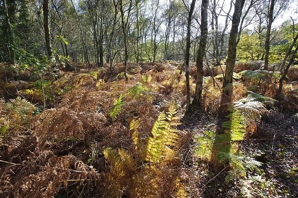 Bracken (Pteridium aquilinum) fronds, backlit undergrowth in woodland habitat, Oulton, Cheshire, England, october