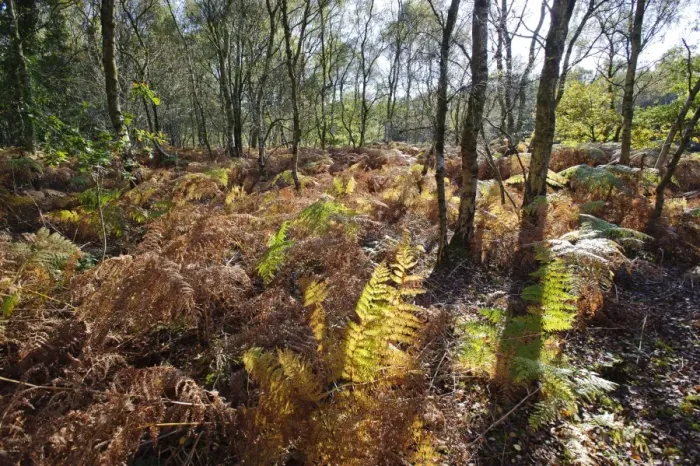 Framed Print : Bracken (Pteridium aquilinum) fronds, backlit undergrowth in woodland habitat, Oulton, Cheshire, England, october Framed Print : Bracken (Pteridium aquilinum) fronds, backlit undergrowth in woodland habitat, Oulton, Cheshire, England, october