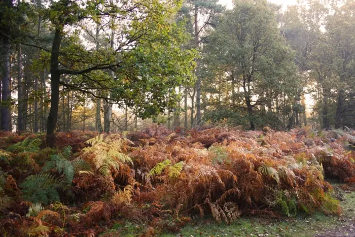 Framed Print : Bracken (Pteridium aquilinum) fronds in autumn colour, growing in woodland habitat at dawn, Knettishall Heath Reserve Framed Print : Bracken (Pteridium aquilinum) fronds in autumn colour, growing in woodland habitat at dawn, Knettishall Heath Reserve