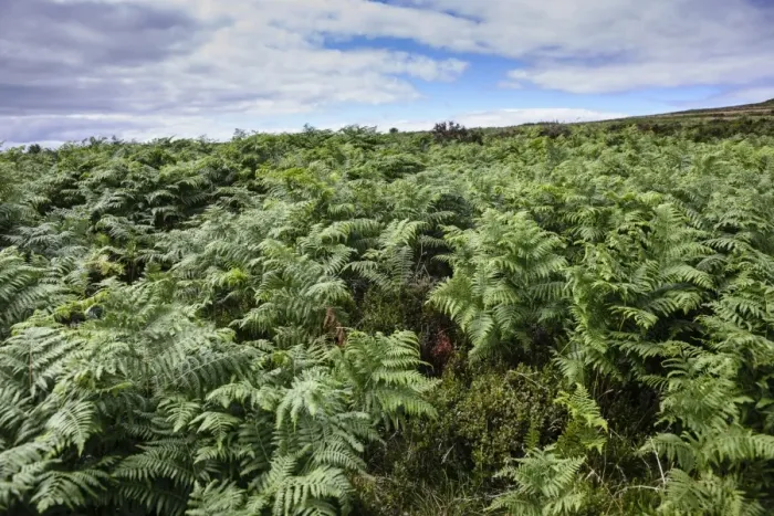 Framed Print : Bracken (Pteridium aquilinum) mass growing on quartzite ridge and hill habitat, Stiperstones, Shropshire, England Framed Print : Bracken (Pteridium aquilinum) mass growing on quartzite ridge and hill habitat, Stiperstones, Shropshire, England