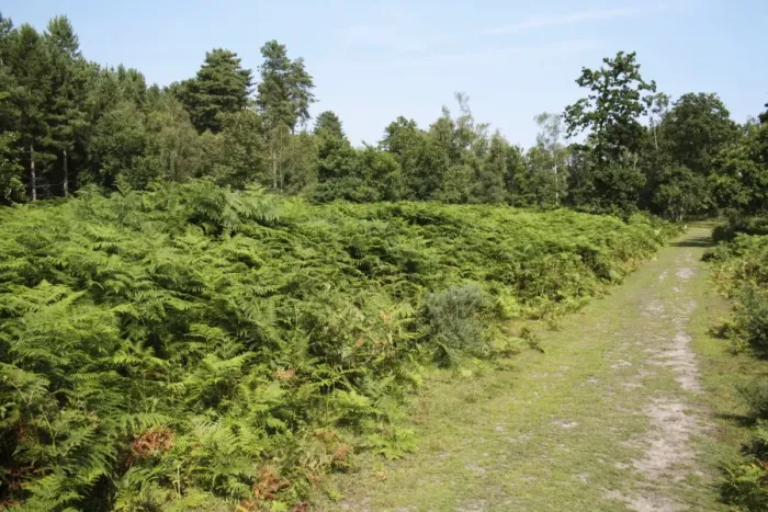 Framed Print : Bracken (Pteridium aquilinum) mass growing beside track in forest habitat, Dunwich Forest, Suffolk, England, july Framed Print : Bracken (Pteridium aquilinum) mass growing beside track in forest habitat, Dunwich Forest, Suffolk, England, july