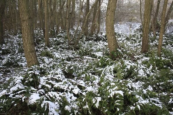 Bracken (Pteridium aquilinum) snow covered fronds, amongst Common Alder (Alnus glutinosa) trunks in woodland habitat, at edge of river valley fen, Redgrave and Lopham Fen N. N. R. Waveney Valley, Suffolk, England, november