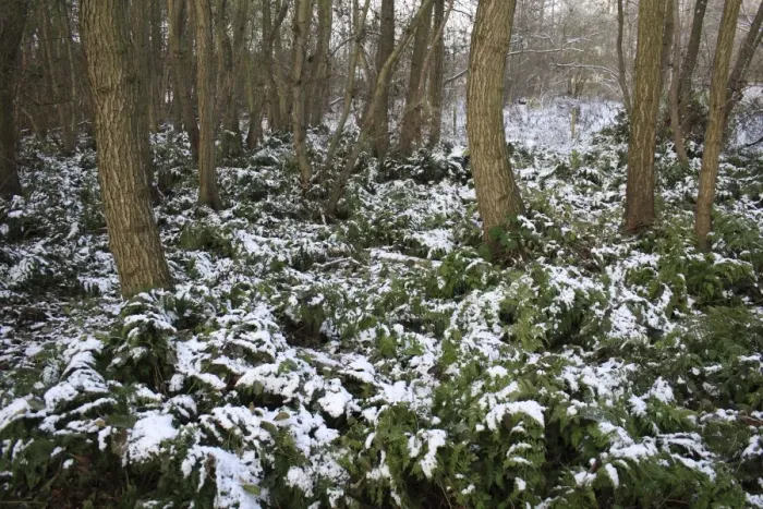 Framed Print : Bracken (Pteridium aquilinum) snow covered fronds, amongst Common Alder (Alnus glutinosa) trunks in woodland habitat, at edge of river valley fen, Redgrave and Lopham Fen N. N. R. Waveney Valley, Suffolk, England, november Framed Print : Bracken (Pteridium aquilinum) snow covered fronds, amongst Common Alder (Alnus glutinosa) trunks in woodland habitat, at edge of river valley fen, Redgrave and Lopham Fen N. N. R. Waveney Valley, Suffolk, England, november