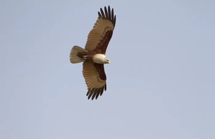Framed Print : Brahminy Kite (Haliastur indus) adult, in flight, Sundarbans, Ganges Delta, West Bengal, India Framed Print : Brahminy Kite (Haliastur indus) adult, in flight, Sundarbans, Ganges Delta, West Bengal, India