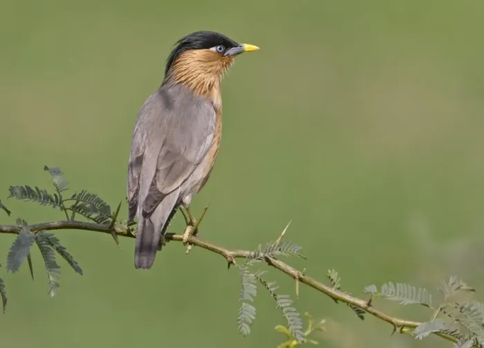 Framed Print : Brahminy Starling (Sturnus pagodarum) adult, perched on spiniferous bush, Northern India, january