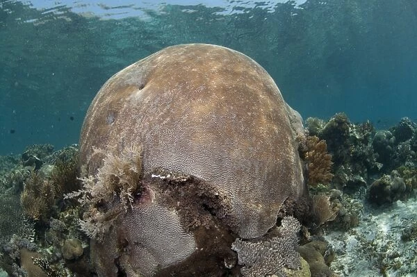 Brain Coral (Platygyra lamellina) on reef, Pantar Island, Alor Archipelago, Lesser Sunda Islands, Indonesia