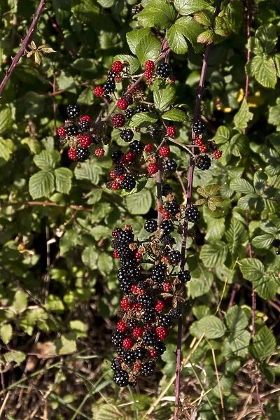 Bramble - blackberry autumn fruits