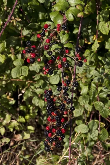 Framed Print : Bramble - blackberry autumn fruits Framed Print : Bramble - blackberry autumn fruits