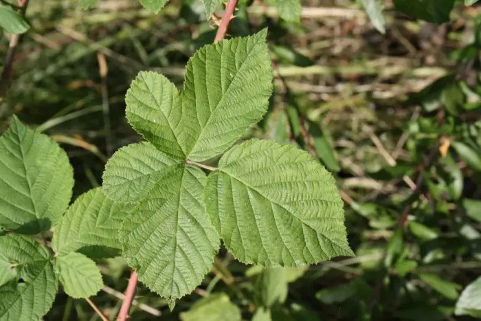 Framed Print : Bramble (Rubus fruticosus) close-up of leaves, growing in woodland, Vicarage Plantation, Mendlesham, Suffolk, England
