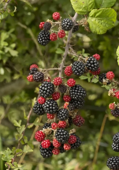 Framed Print : Bramble (Rubus fruticosus) close-up of ripe and unripe fruit, growing in hedgerow, Dorset, England, September Framed Print : Bramble (Rubus fruticosus) close-up of ripe and unripe fruit, growing in hedgerow, Dorset, England, September