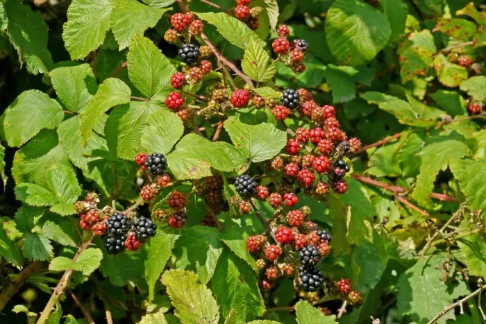 Framed Print : Bramble (Rubus fruticosus) close-up of ripening berries, West Sussex, England, august Framed Print : Bramble (Rubus fruticosus) close-up of ripening berries, West Sussex, England, august