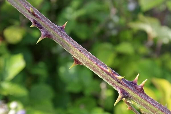 Bramble (Rubus fruticosus) close-up of stem with thorns, Bacton, Suffolk, England, june