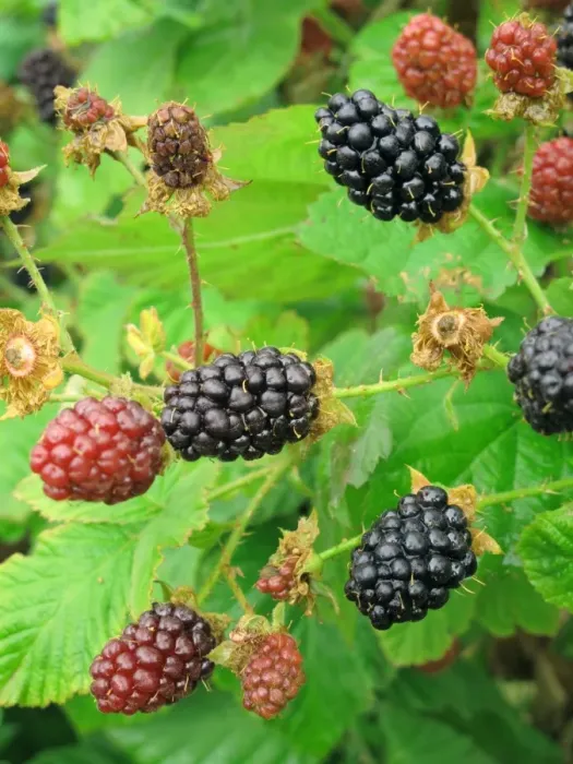 Framed Print : Bramble (Rubus fruticosus) cultivar, ripening berries, Berkshire, England, July Framed Print : Bramble (Rubus fruticosus) cultivar, ripening berries, Berkshire, England, July