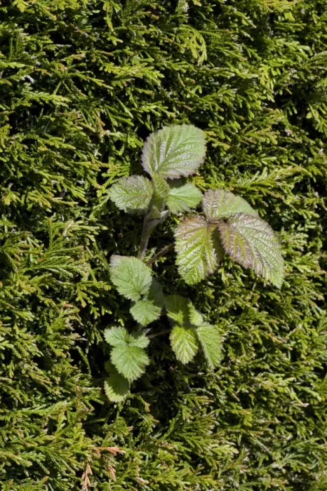 Framed Print : A bramble shoot, Rubus fructicosus, climbing through a leyland cypress hedge, Cupressocyparis leylandii as a weed Framed Print : A bramble shoot, Rubus fructicosus, climbing through a leyland cypress hedge, Cupressocyparis leylandii as a weed