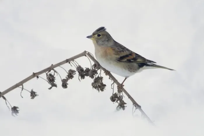 Framed Print : Brambling (Fringilla montifringilla) adult female, perched on foxglove seedhead stem in snow covered garden, Chirnside, Berwickshire, Scotland, december Framed Print : Brambling (Fringilla montifringilla) adult female, perched on foxglove seedhead stem in snow covered garden, Chirnside, Berwickshire, Scotland, december