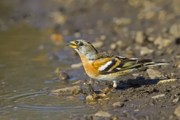 Framed Print : Brambling (Fringilla montifringilla) adult male, late winter plumage, drinking from puddle, Norfolk, England, April Framed Print : Brambling (Fringilla montifringilla) adult male, late winter plumage, drinking from puddle, Norfolk, England, April