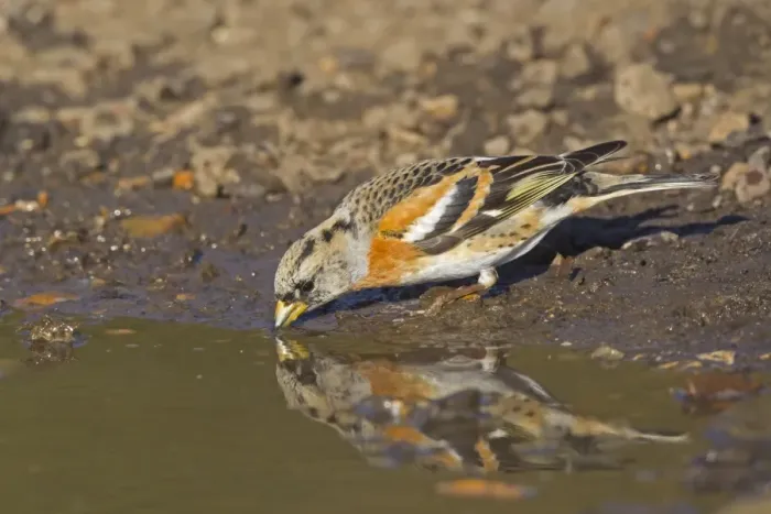 Framed Print : Brambling (Fringilla montifringilla) adult male, late winter plumage, drinking from puddle, Norfolk, England, April Framed Print : Brambling (Fringilla montifringilla) adult male, late winter plumage, drinking from puddle, Norfolk, England, April