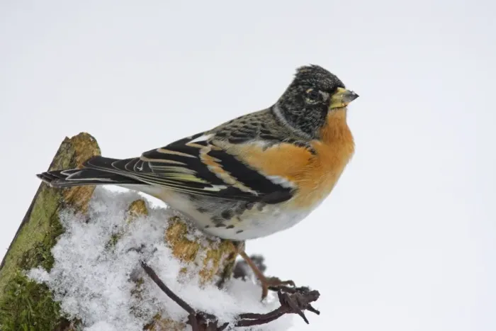 Framed Print : Brambling (Fringilla montifringilla) adult male, perched on snow covered fence post, in garden, Berwickshire, Scotland, winter Framed Print : Brambling (Fringilla montifringilla) adult male, perched on snow covered fence post, in garden, Berwickshire, Scotland, winter
