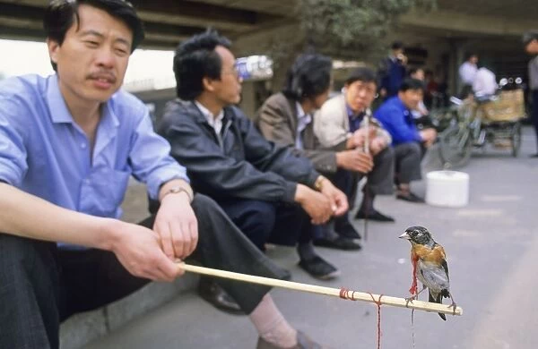 Brambling (Fringilla montifringilla) adult male, captive bird perched on stick held by man in market, Beijing, China, may